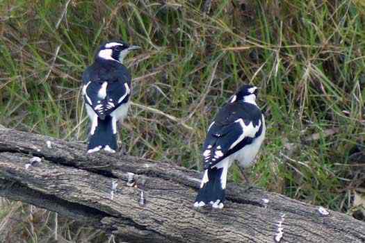 two small birds on a branch