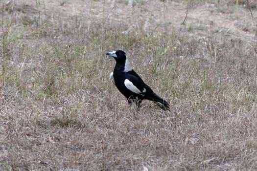 bird on ground