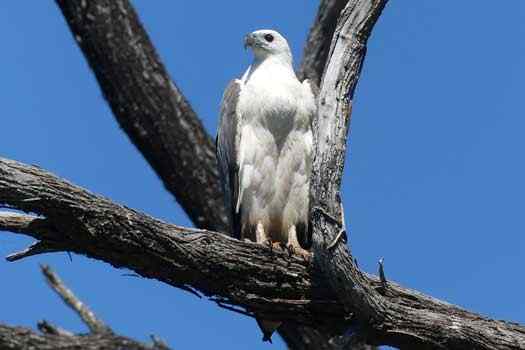 bird on tree