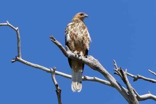 Whistling Kite