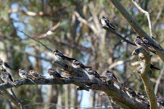 Birds on branch