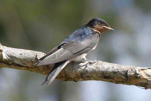 Bird on a tree