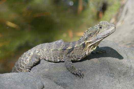 Lizard on rock