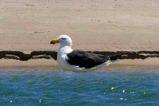 Bird on shoreline