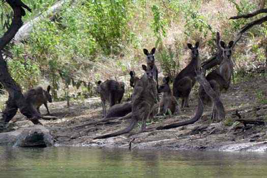 Family of Kangaroos