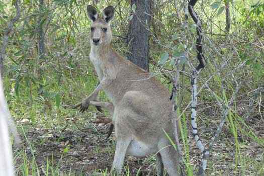 Kanagroo beside water