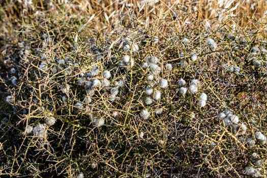 Spiny leaves and cotton buds