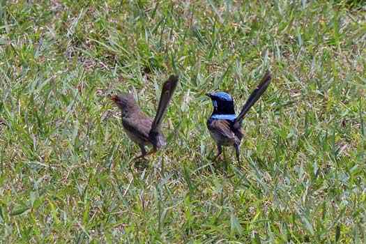 birds on grass