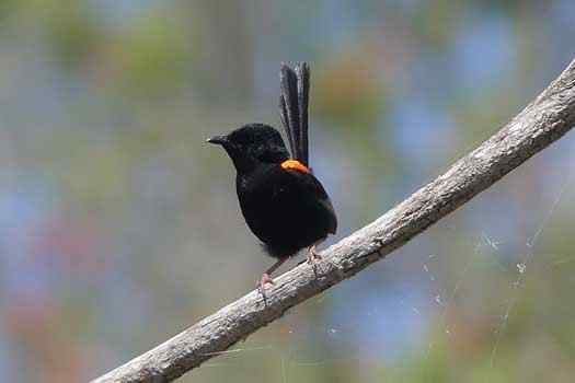 bird on branch