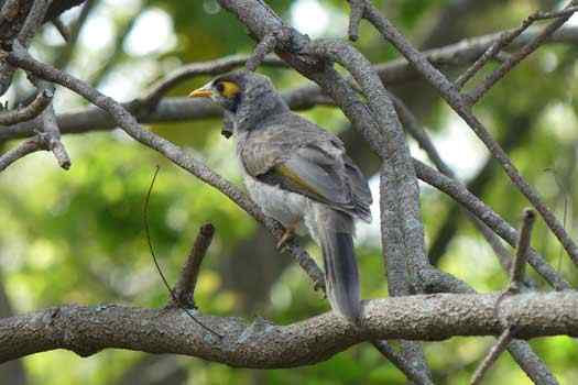 Bird in a tree