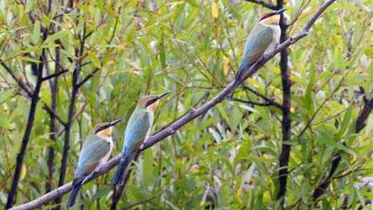 Three birds in a tree