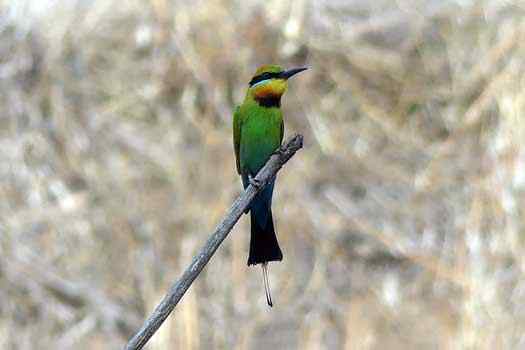 Colourful bird on branch