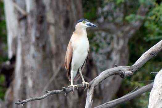 Bird on branch