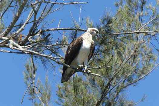 Bird on a tree