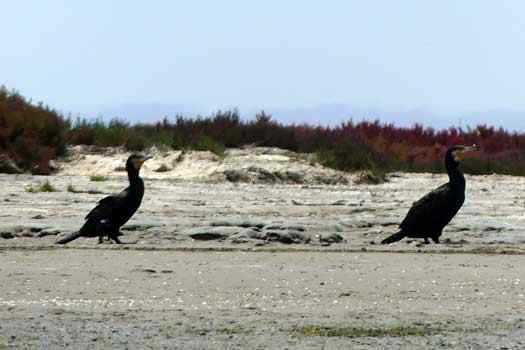 Birds on shore