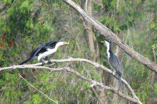 Two birds on a tree