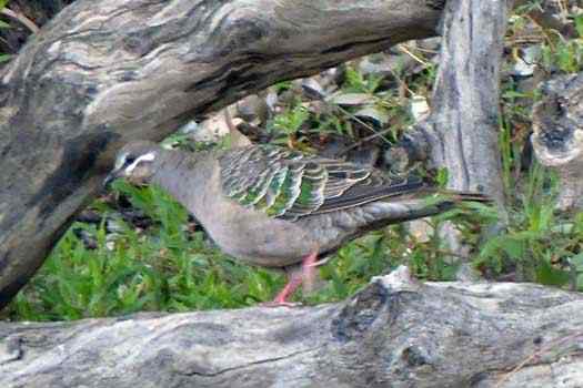 Bird on log