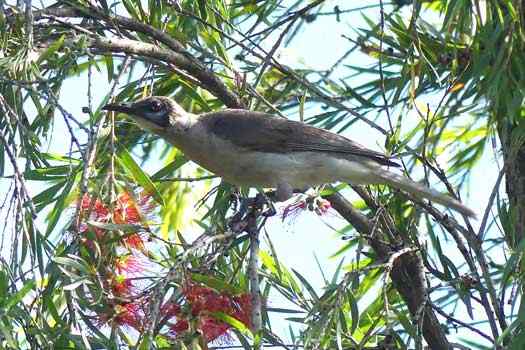 Bird in a tree