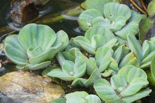 Water plant