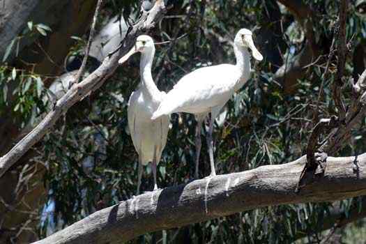 Two birds on a tree