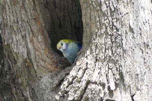 Bird in nest