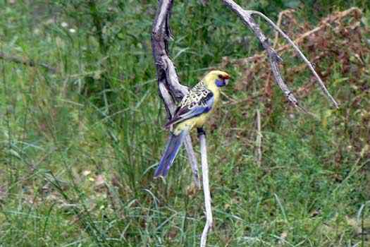 Bird in a tree