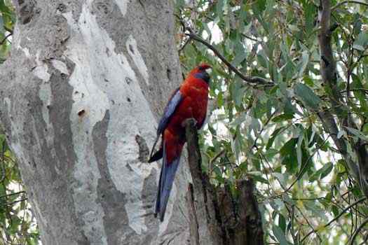 Bird in a tree