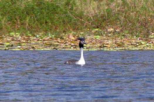 bird on water