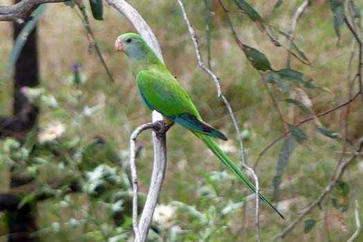 Parrot in a tree