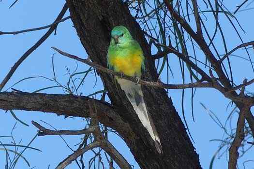 Bird in a tree