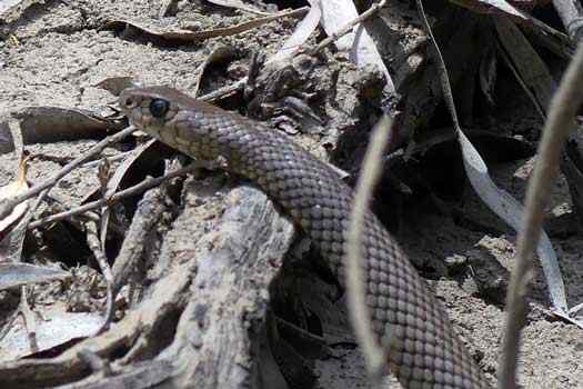 Eastern Brown Snake