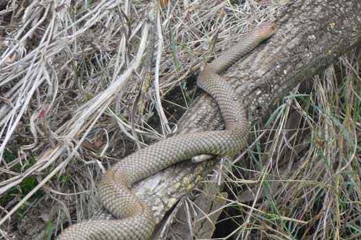 Snake on tree