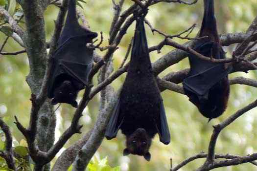 Bats hanging in the tree
