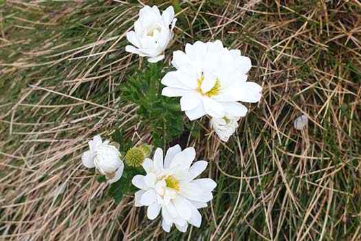 Big flowers sticking out of grass