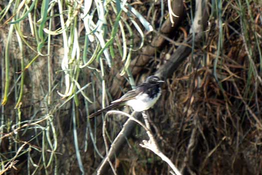 Willie Wagtail