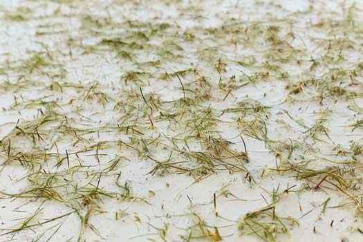 sea grass on sand