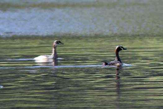 two birds on the water