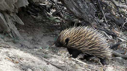 Short-beaked Echidna