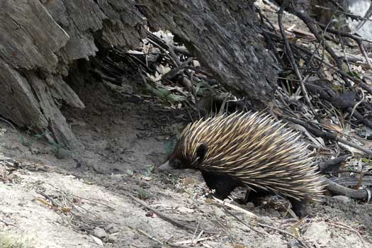 Short-beaked Echidna