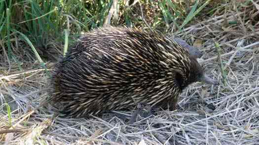 Small mammal covered with coarse hair and spines