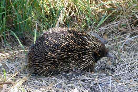 Small mammal covered with coarse hair and spines