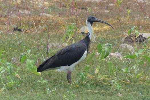 Bird on paddock