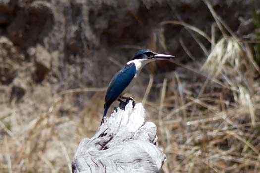 Bird on stump