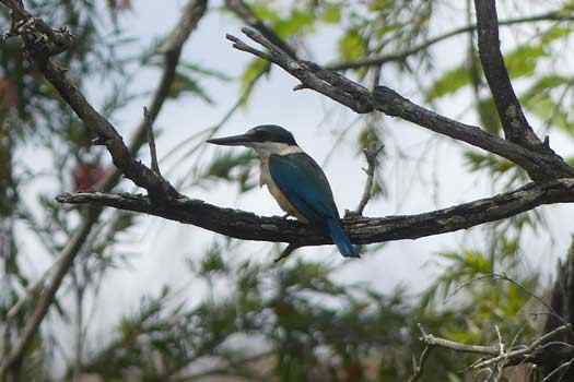 Bird in a tree