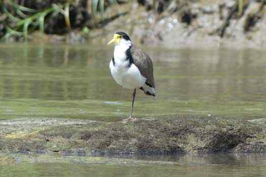 Bird on rock standing on one leg