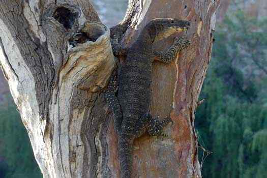 Lace Monitor