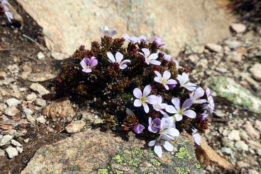 small cushion plant in flower