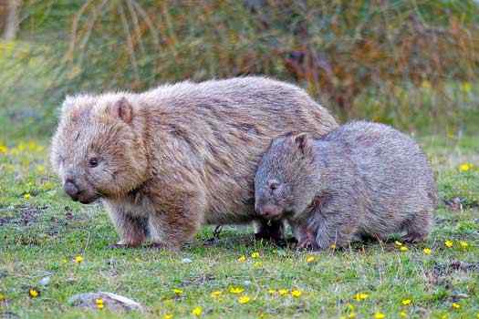 Common Wombat