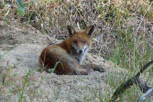 Red Fox