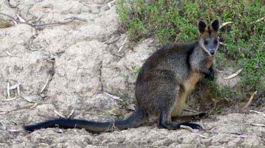 Small wallaby